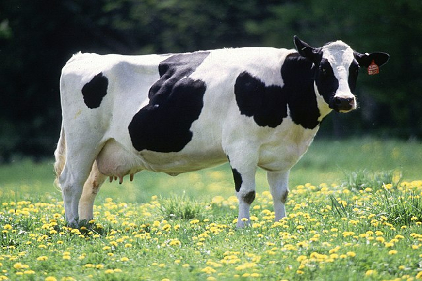 The medicinal value of vechur cow milk | Grandmasterglobal blog