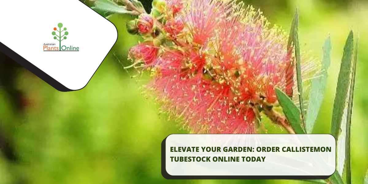 Elevate Your Garden: Order Callistemon Tubestock Online Today