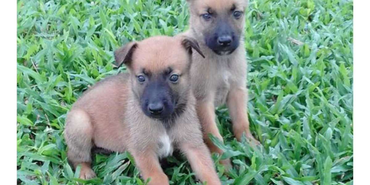 Belgian Malinois Puppies For Sale In Chennai: A Comprehensive Guide