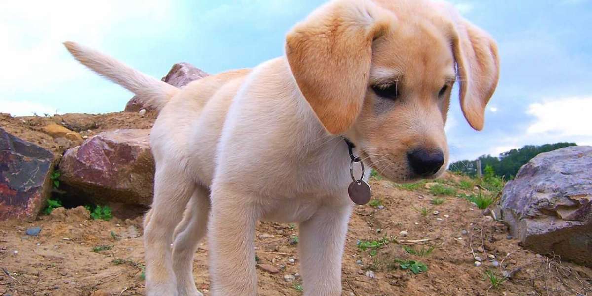 Exploring Labrador Retriever Puppies for Sale in Chennai: Your Guide to Finding the Perfect Companion