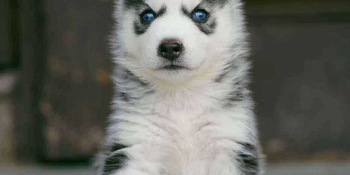 Siberian Husky Puppies For Sale In Ahmedabad: Finding Your New Furry Companion