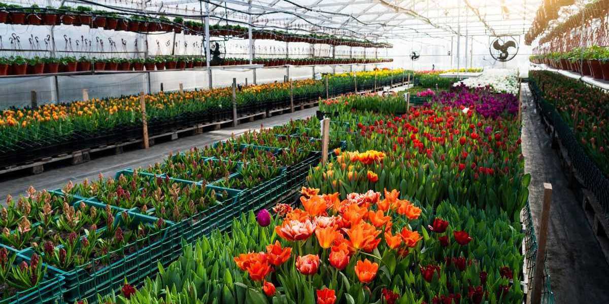 A Comprehensive Exploration of The Australia Floriculture Market Size, Share, Growth and Analysis 2024-2032