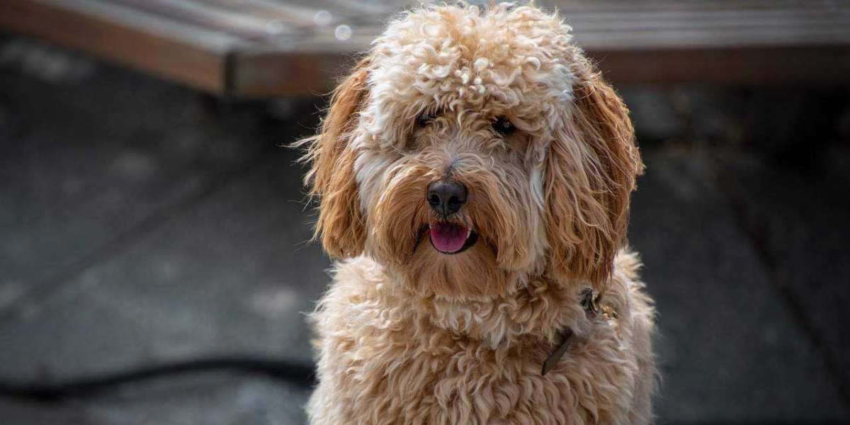 Finding the Best Labradoodle Breeders in California: A Comprehensive Guide