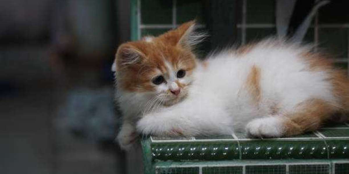 San Diego Kitten Breeder: Providing Quality CFA Persian Kittens