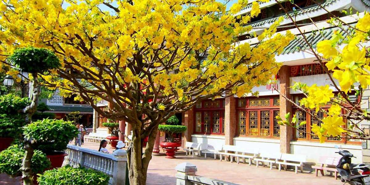 Ngắm mai vàng bonsai cổ thụ hơn 400 triệu đồng ở TPHCM