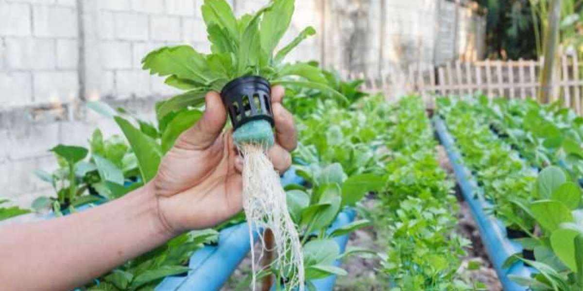 Global Hydroponics Market Size, Share, Trends, Forecast 2024-2032