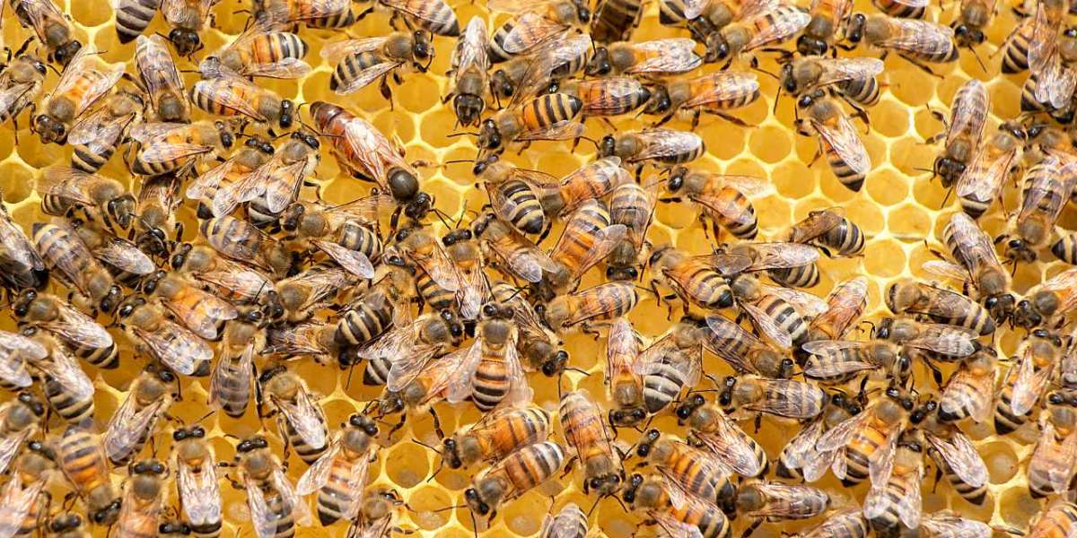 Unraveling the Enigmatic Tale: The Story of the Queen Bee
