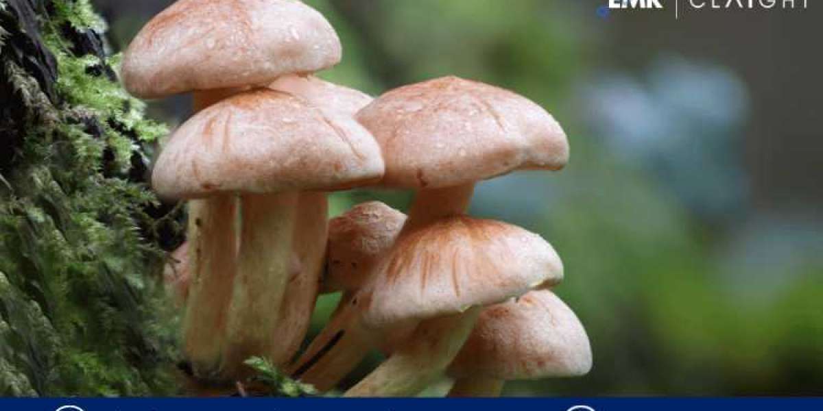 Exploring the Fertile Ground: Argentina Mushroom Market Growth and Challenges