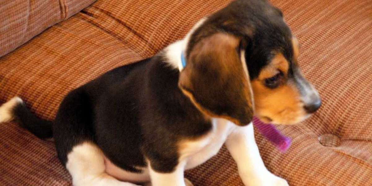 WHERE TO GET YOUR IDEAL BEAGLE PUPPY IN MUMBAI