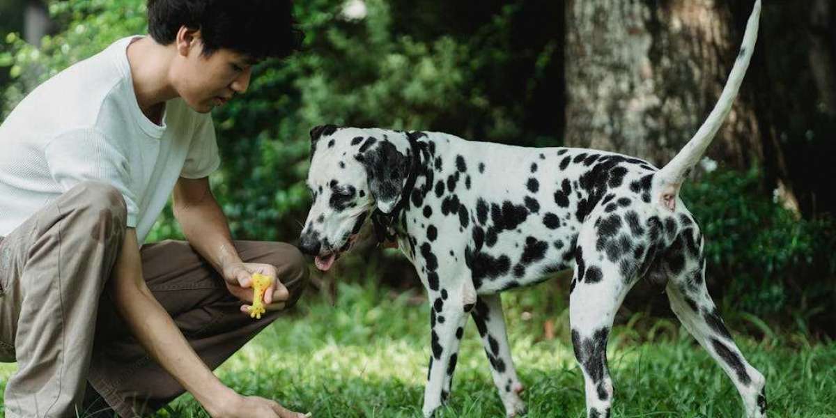 How to Teach Your Dog Basic Obedience Commands