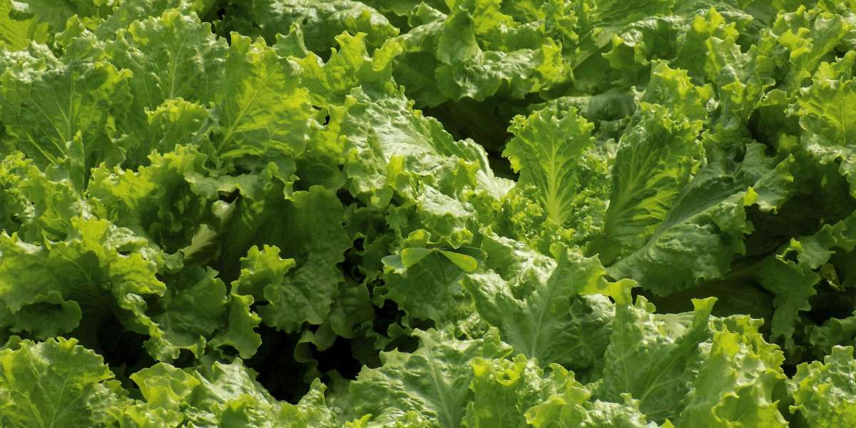 Empowering Rural Communities Through Lettuce Seed Farming